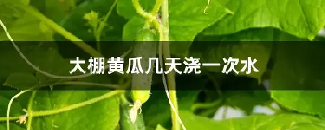 大棚黄瓜几天浇一次水