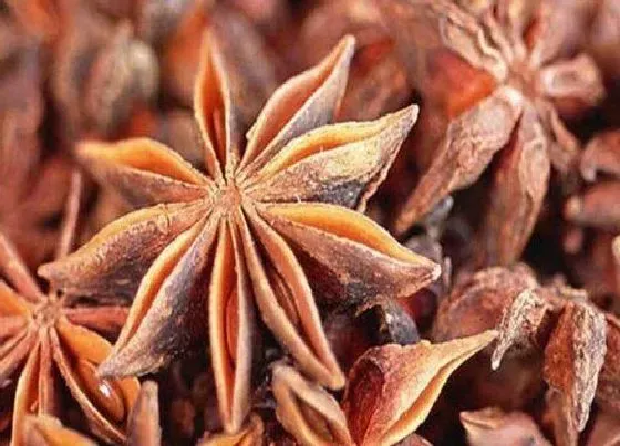 种植前景|种植八角赚钱吗 种八角的经济效益