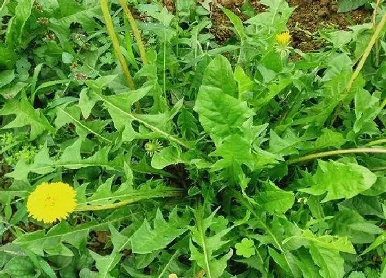 中药材|荒山种植什么药材好 荒山栽什么药材有价值