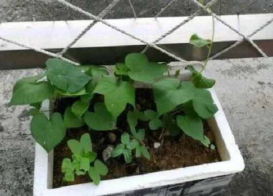 养花|夏季适合种什么花草 常见四种夏季栽种花卉