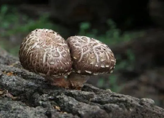 种植前景|种植香菇赚钱吗 种植成本与利润