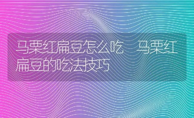 马栗红扁豆怎么吃 马栗红扁豆的吃法技巧 | 养殖资料投稿