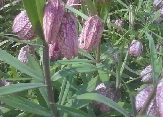 种植前景|川贝的种植条件 生长环境要求