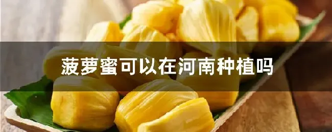 菠萝蜜可以在河南种植吗