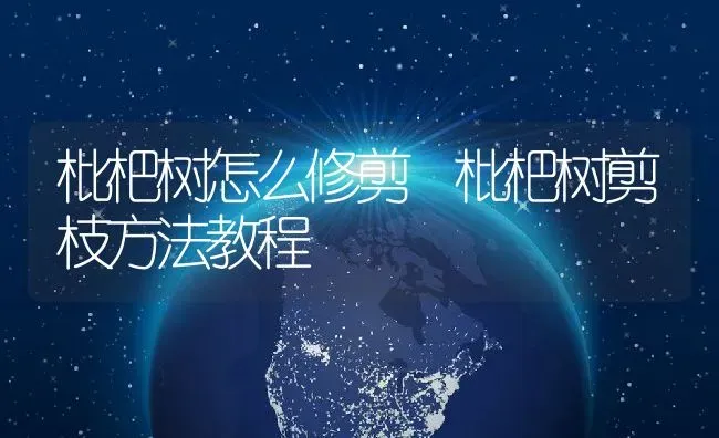 枇杷树怎么修剪 枇杷树剪枝方法教程 | 养殖资料投稿