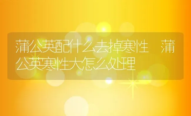 蒲公英配什么去掉寒性 蒲公英寒性大怎么处理 | 养殖资料投稿