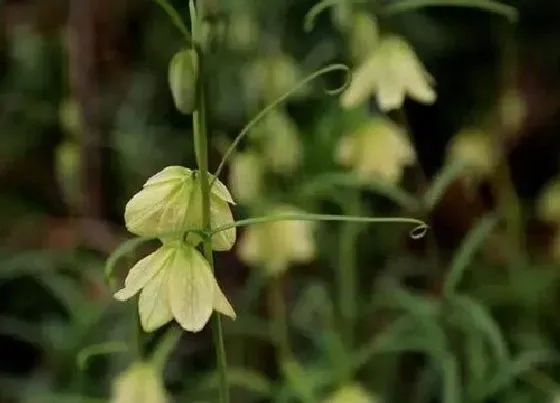 种植前景|川贝的种植条件 生长环境要求