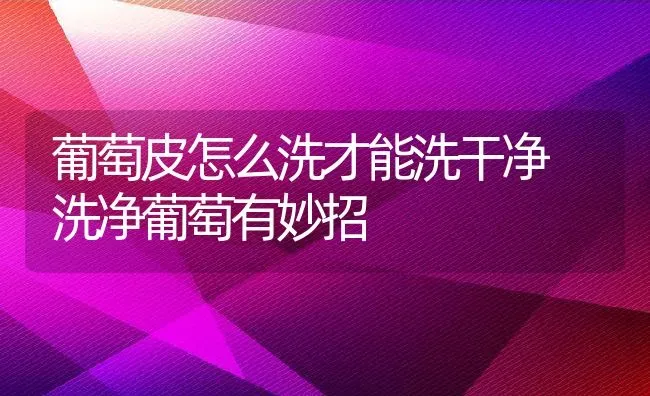 葡萄皮怎么洗才能洗干净 洗净葡萄有妙招 | 养殖资料投稿