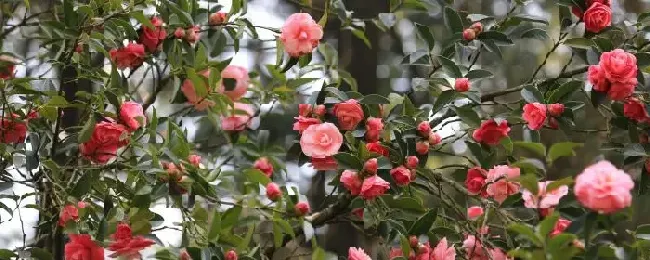 山茶是落叶还是常绿