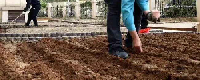 人工撒种子怎样均匀，什么时候适合撒播种子
