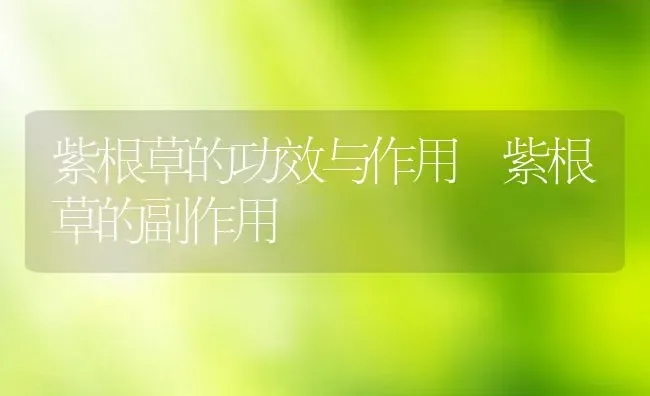 紫根草的功效与作用 紫根草的副作用 | 养殖资料投稿