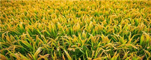 水稻抽穗扬花期可以打药吗