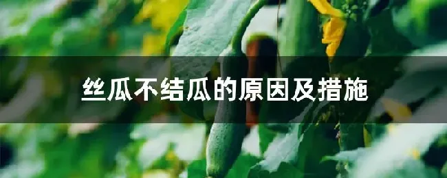 丝瓜不结瓜的原因及措施