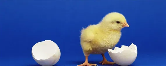 小鸡需要喂水吗