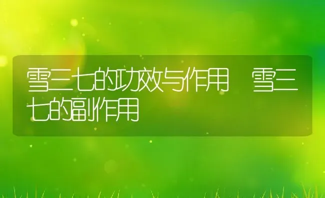 雪三七的功效与作用 雪三七的副作用 | 养殖资料投稿