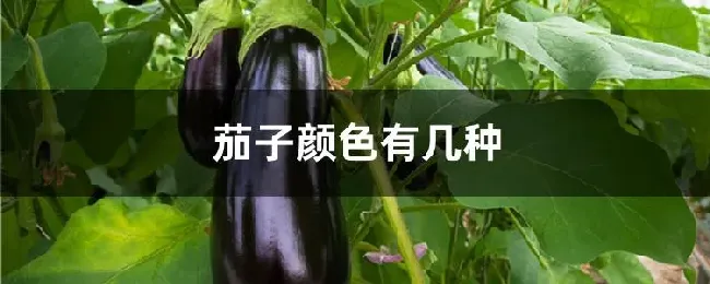 茄子颜色有几种