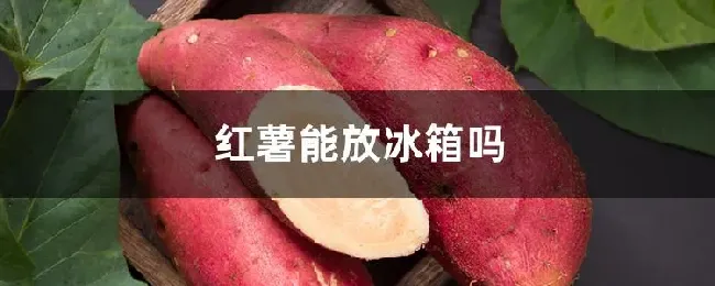 红薯能放冰箱吗