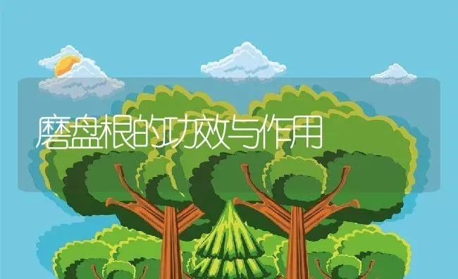 磨盘根的功效与作用 | 养殖资料投稿