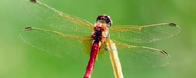 蜻蜓是怎么过冬的