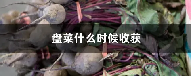 盘菜什么时候收获