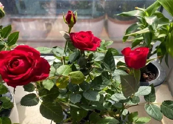 种植前景|玫瑰花种植条件 选什么地方种植合适