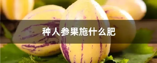 种人参果施什么肥