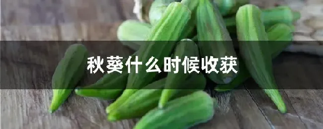 秋葵什么时候收获