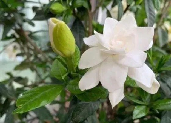养花|夏季适合种什么花草 常见四种夏季栽种花卉