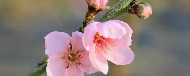 桃花的开花季节？