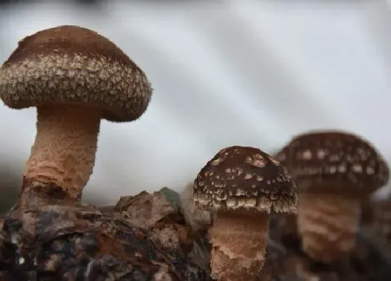 种植前景|种植香菇赚钱吗 种植成本与利润