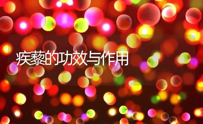 疾藜的功效与作用 | 养殖资料投稿