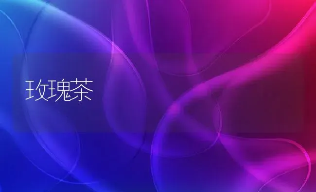 玫瑰茶 | 养殖资料投稿