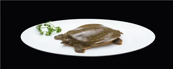 甲鱼种类