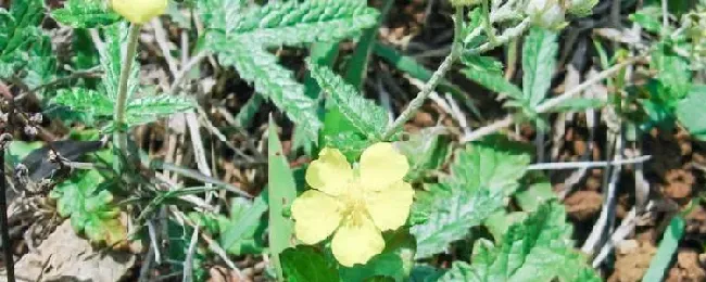 翻白草与委陵菜有什么不同？