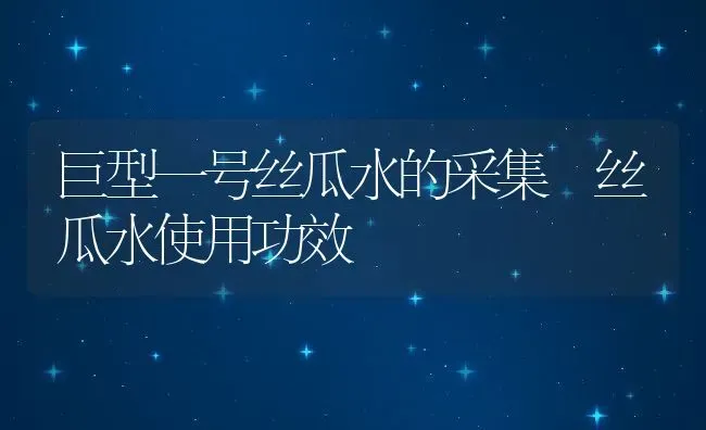 巨型一号丝瓜水的采集 丝瓜水使用功效 | 养殖资料投稿