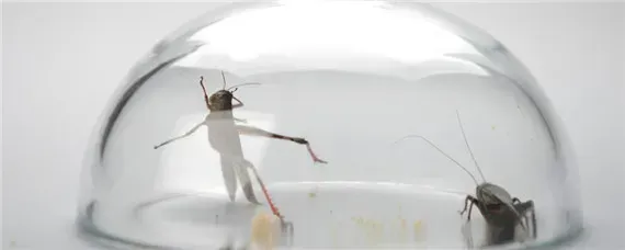 蛐蛐能活多久