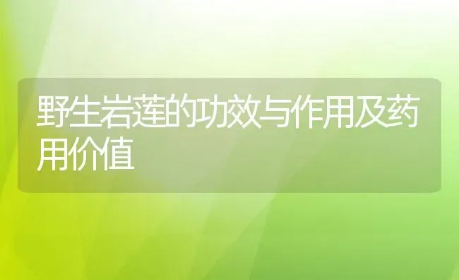 野生岩莲的功效与作用及药用价值 | 养殖资料投稿