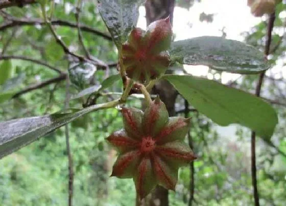 种植前景|种植八角赚钱吗 种八角的经济效益