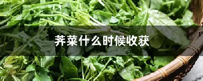 荠菜什么时候收获