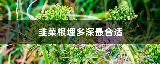 韭菜根埋多深最合适