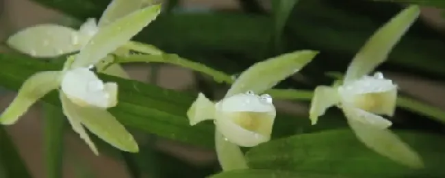 龙岩素什么时候开花？