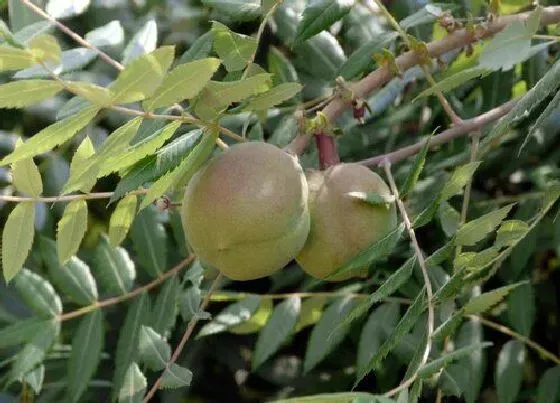 种植前景|文冠果亩产量多少斤