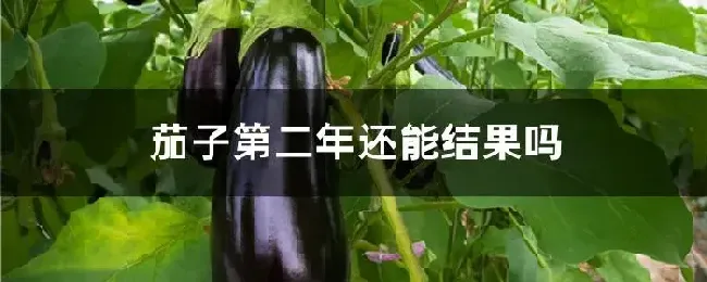 茄子第二年还能结果吗