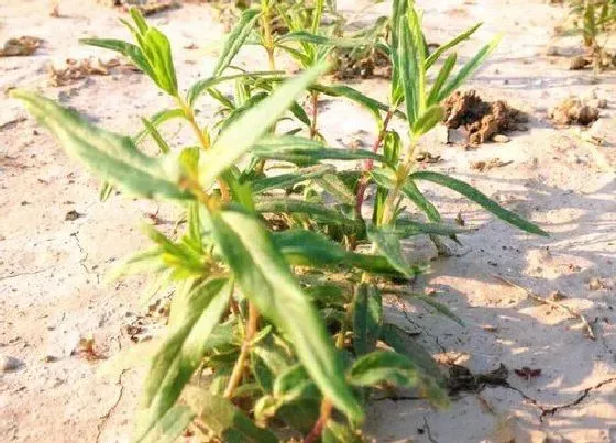 中药材|适合北方种植的药材（北方种植什么药材利润好最赚钱）