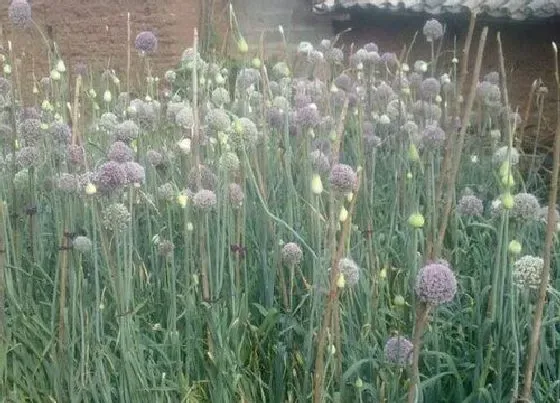 种植前景|蒜苔亩产量一般多少斤 种蒜苔一亩有多少利润