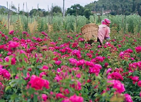 种植前景|农村种植什么赚钱不愁销路 目前种植什么最挣钱又稳定