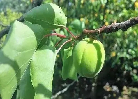 种植前景|杏子南方可以种吗