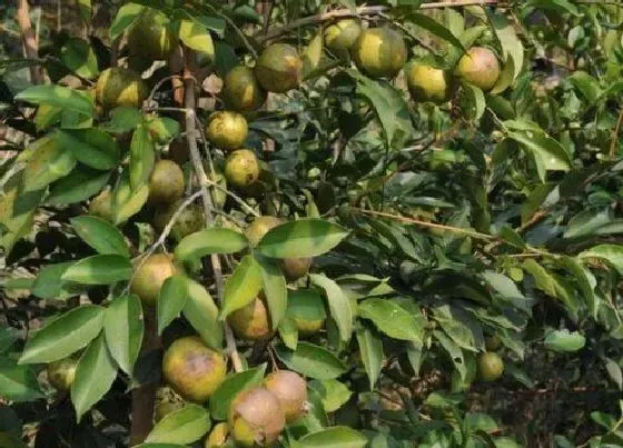 种植前景|油茶种植条件 适合种在什么地方