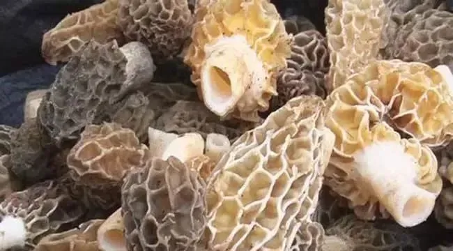 羊肚菌真假如何辨别？有哪些挑选方法？