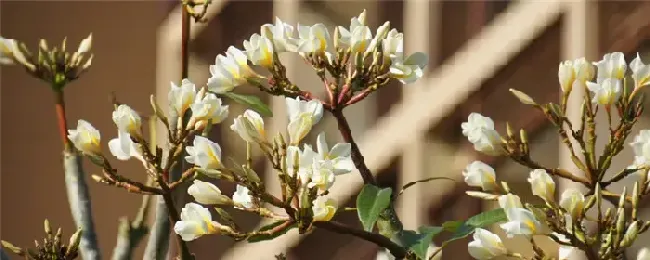 花什么时候剪枝